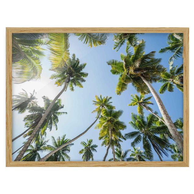 quadro da natureza Palm Tree Canopy