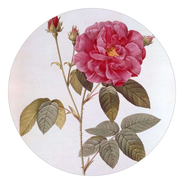 papel parede vintage Pierre Joseph Redoute - Apothecary's Rose