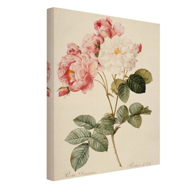 quadros de flores Pierre Joseph Redoute - Rosa Damascena