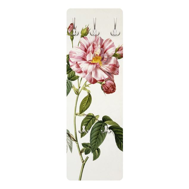 Cabides de parede flores Pierre Joseph Redoute - Pink Gallica Rose