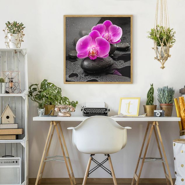 Quadros com moldura flores Pink Orchid Flower On Stones With Drops