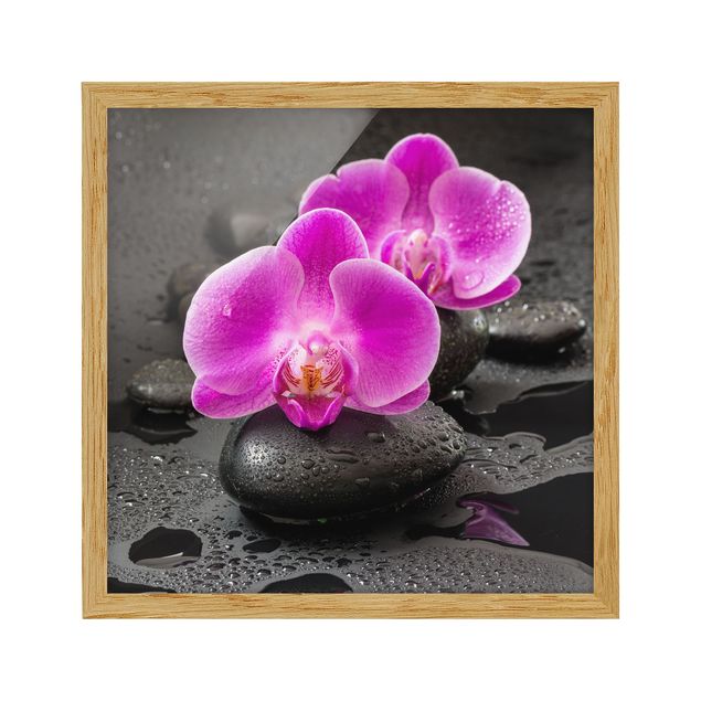 quadros flores Pink Orchid Flower On Stones With Drops