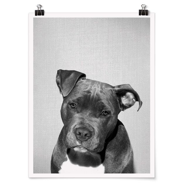 Posters animais Pit Bull Pelle Black And White