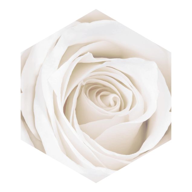 papéis de parede azul Pretty White Rose