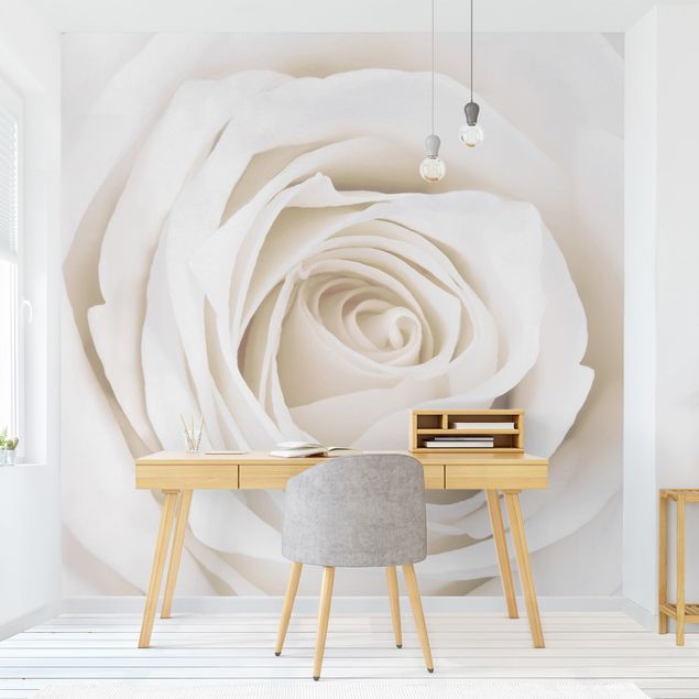 papel de paredes rosas Pretty White Rose