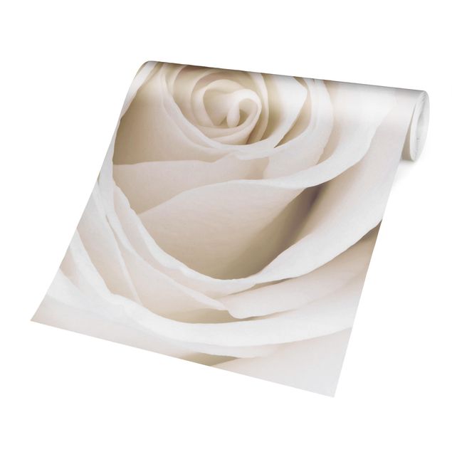 papel parede de flor Pretty White Rose