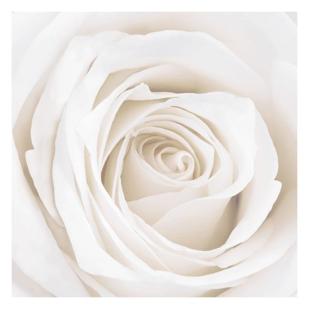 papel parede bege Pretty White Rose
