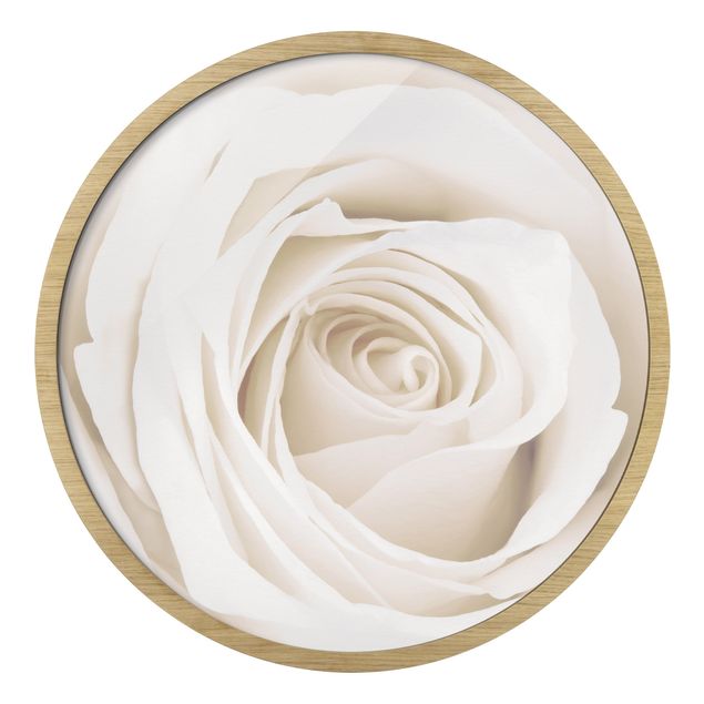 quadro com moldura Pretty White Rose