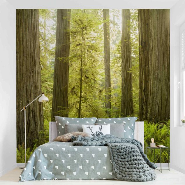 papel de parede para quarto de casal moderno Redwood State Park Forest View