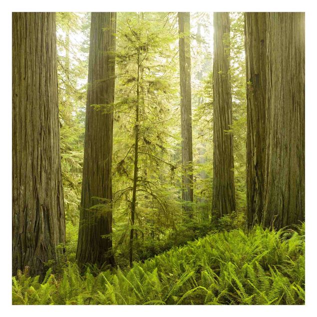 Quadros de Rainer Mirau Redwood State Park Forest View
