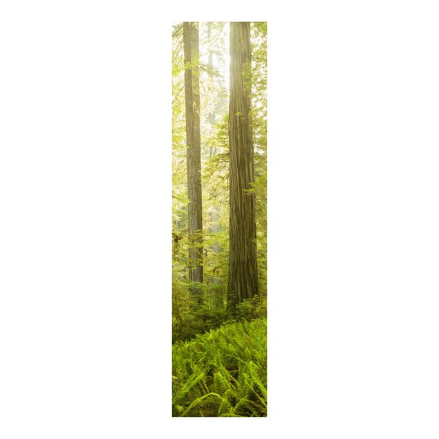 Painéis deslizantes paisagens Redwood State Park Forest View