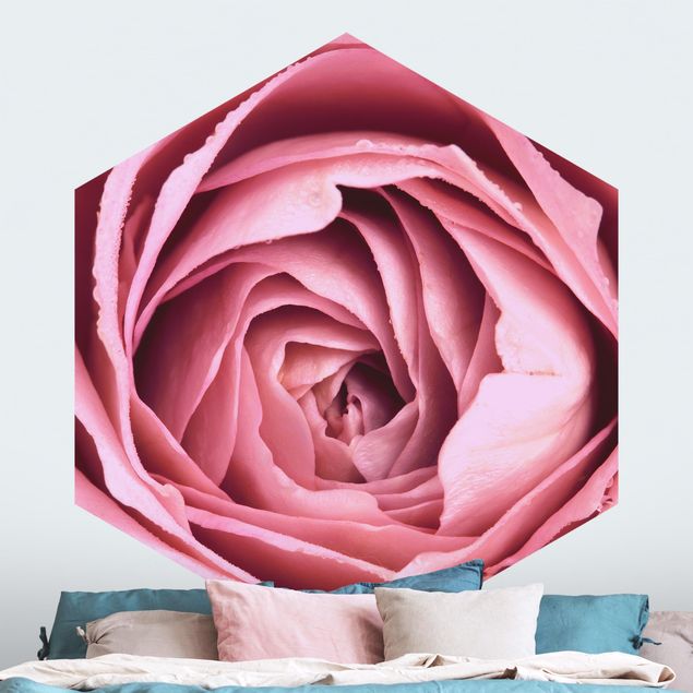papel parede rosas Pink Rose Blossom