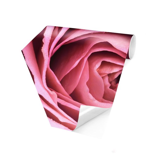 papel de parede floral Pink Rose Blossom