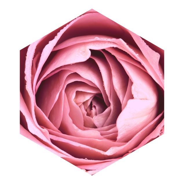 papel parede rosa Pink Rose Blossom