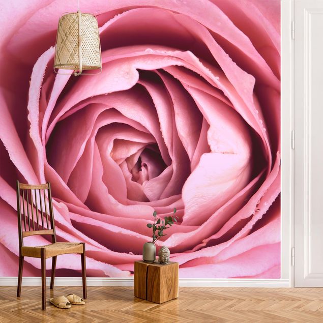Papel de parede rosas Pink Rose Blossom