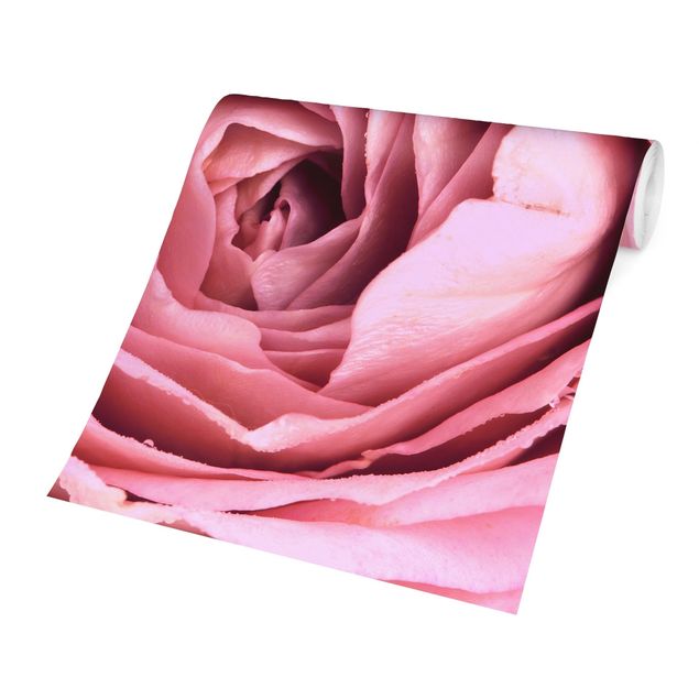 Papel de parede com flores Pink Rose Blossom