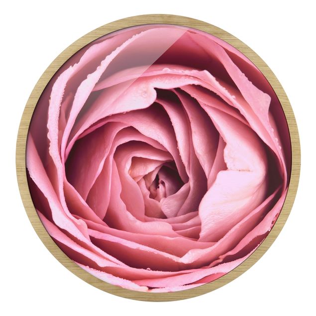 quadros para parede Pink Rose Blossom