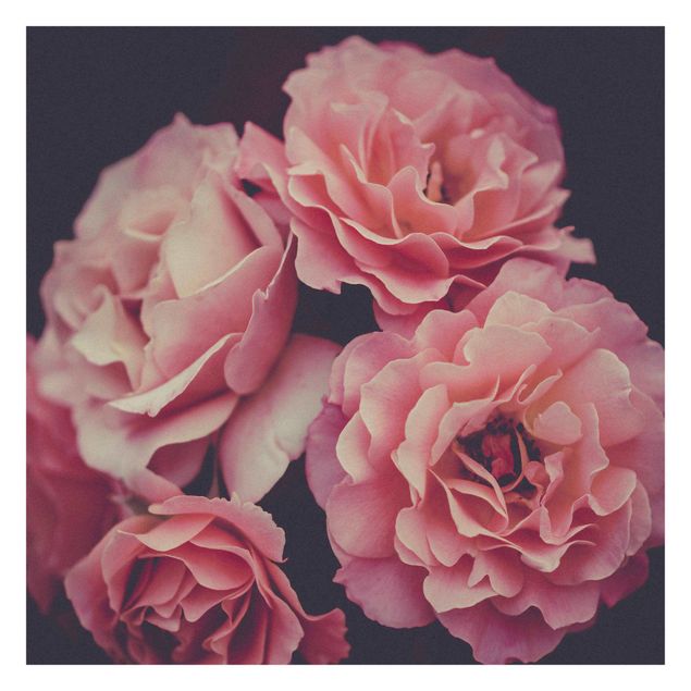 papel parede rosa Paradisical Roses