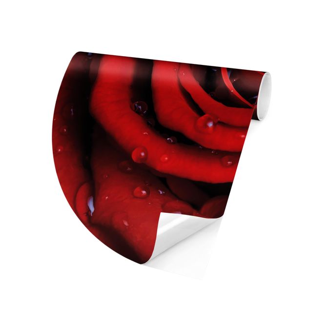 papel de parede para quarto de casal moderno Red Rose With Water Drops