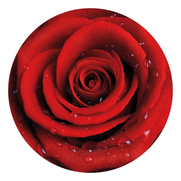papel de parede floral Red Rose With Water Drops