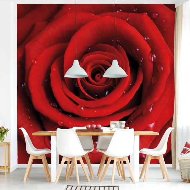 papel de parede moderno para sala Red Rose With Water Drops