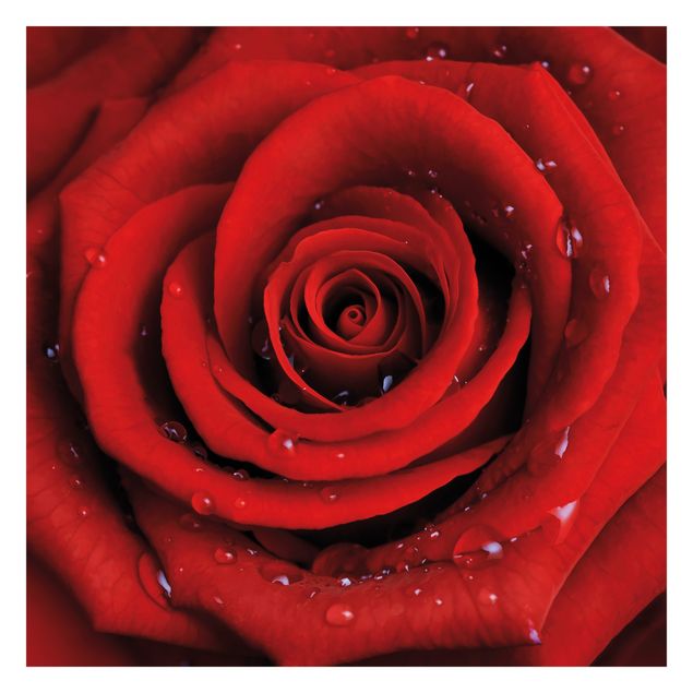 murais de parede Red Rose With Water Drops