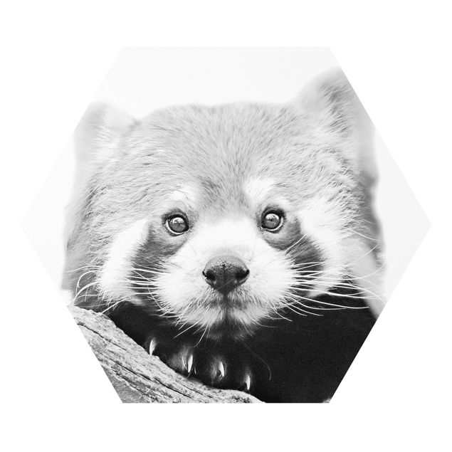 Quadros forex Red Panda In Black And White
