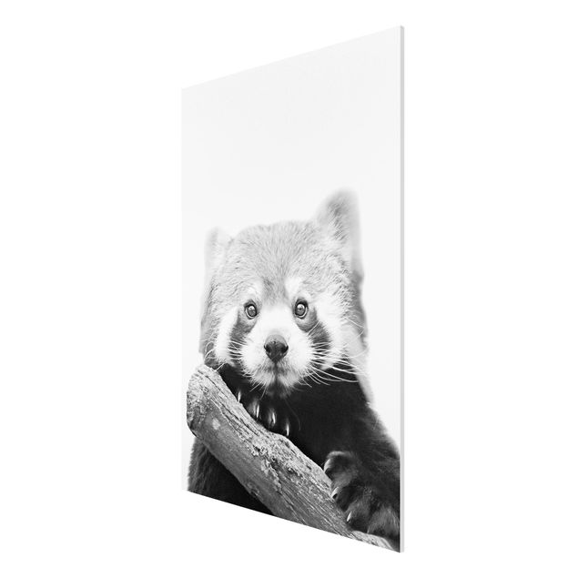 quadros modernos para quarto de casal Red Panda In Black And White