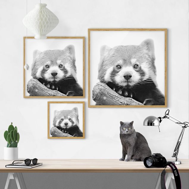 quadros modernos para quarto de casal Red Panda In Black And White