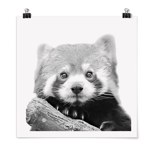 Posters animais Red Panda In Black And White