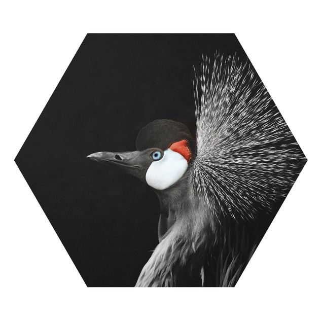Quadros forex Black Crowned Crane