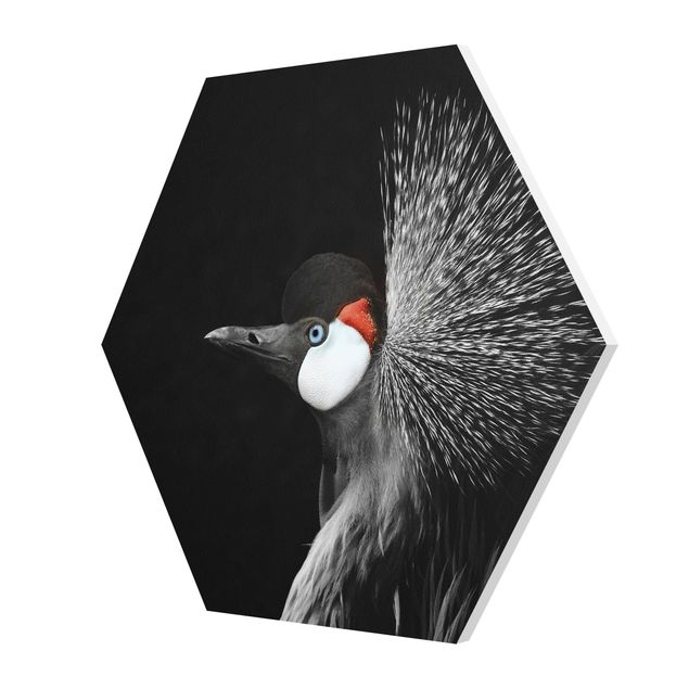 Quadros pretos Black Crowned Crane