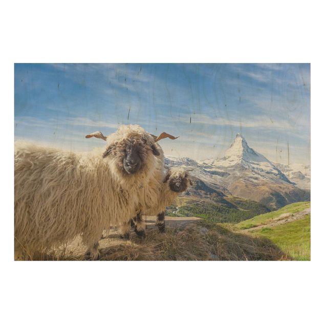 Quadros em madeira paisagens Blacknose Sheep Of Zermatt