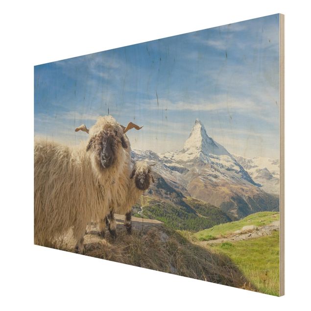 Quadros decorativos Blacknose Sheep Of Zermatt