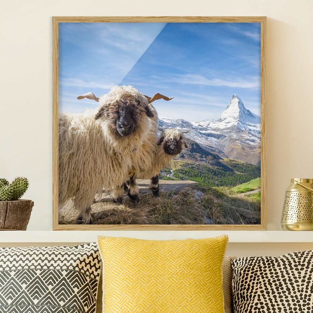 decoraçao para parede de cozinha Blacknose Sheep Of Zermatt