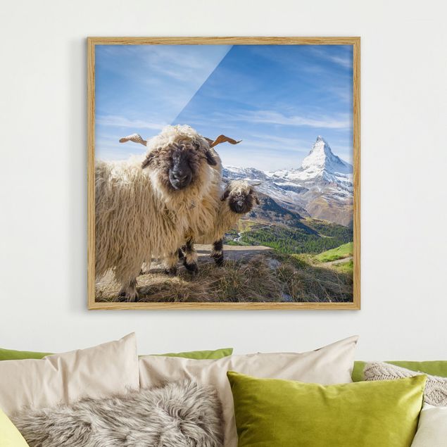 Quadros Suíça Blacknose Sheep Of Zermatt