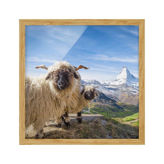quadro com paisagens Blacknose Sheep Of Zermatt
