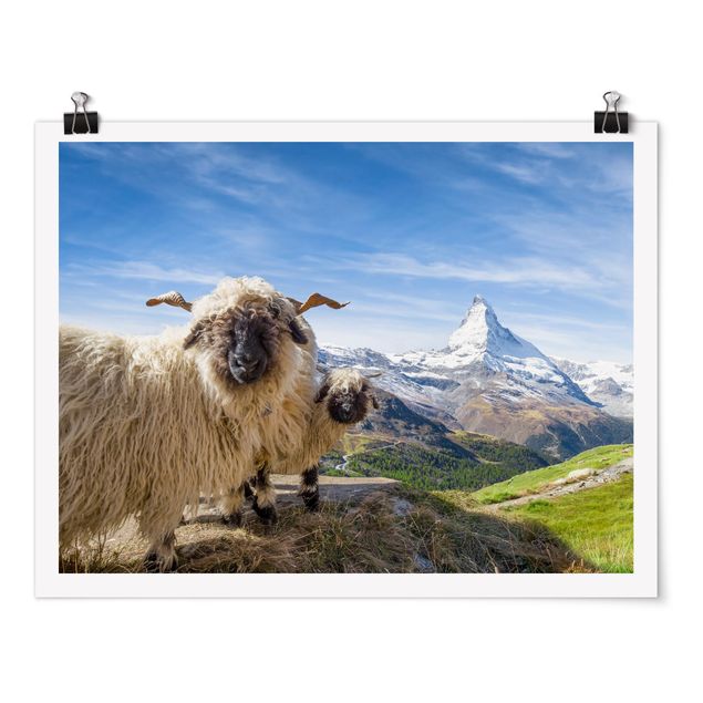 Quadros paisagens Blacknose Sheep Of Zermatt