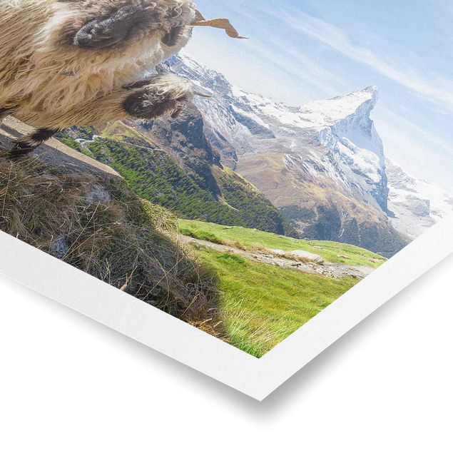 Posters cidades e paisagens urbanas Blacknose Sheep Of Zermatt