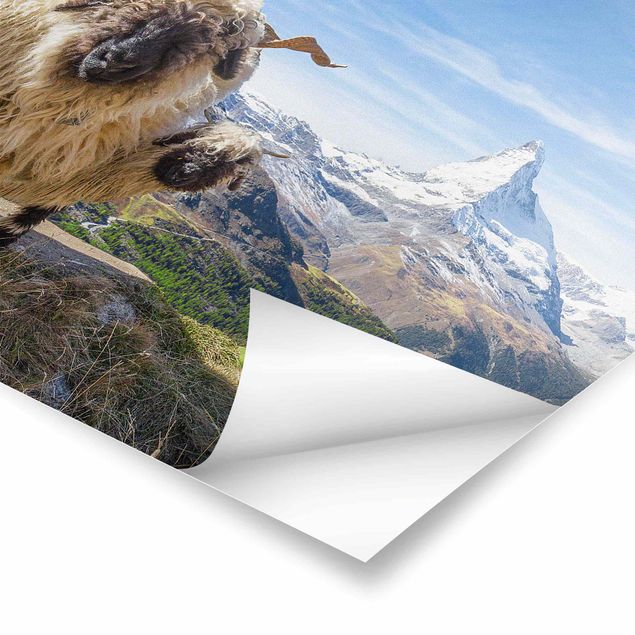 Posters animais Blacknose Sheep Of Zermatt