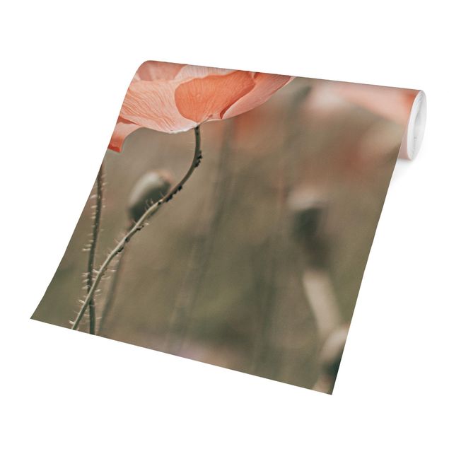 papel parede de flor Sun-Kissed Poppy Fields