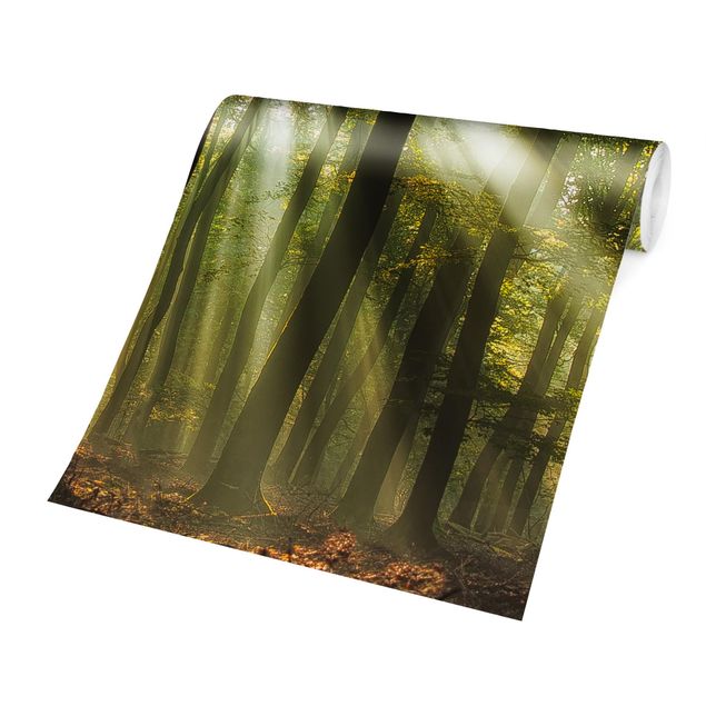 Papel de parede com verde Sunny Day In The Forest