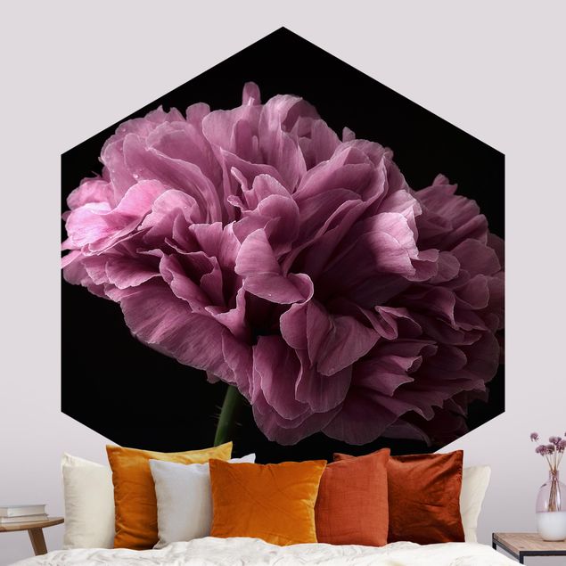 papel parede rosas Proud Peony In Front Of Black