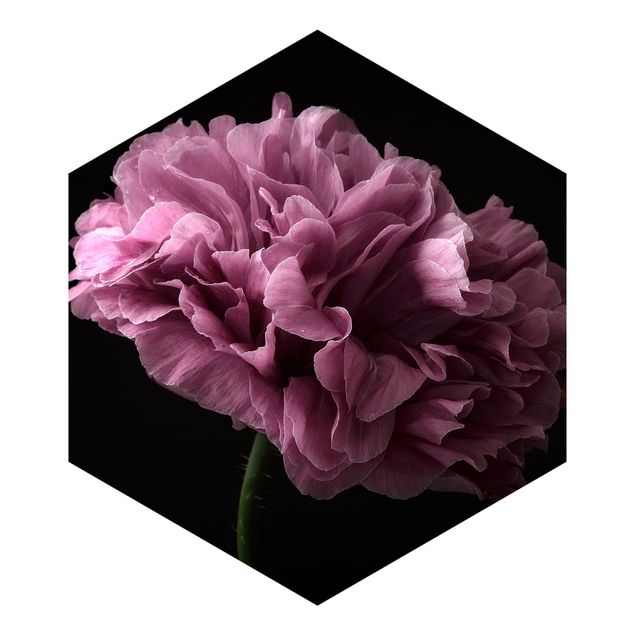 papel parede preto Proud Peony In Front Of Black