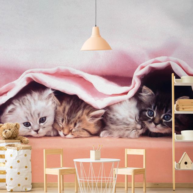 papéis de parede de gatos Sugar-Sweet