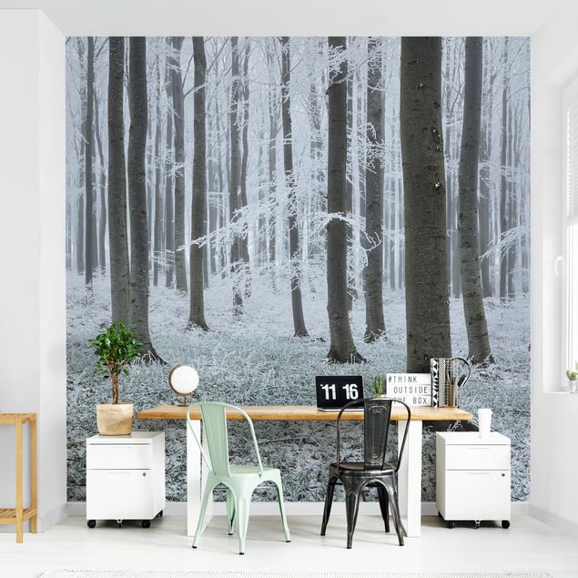 papel de parede moderno Beeches With Hoarfrost