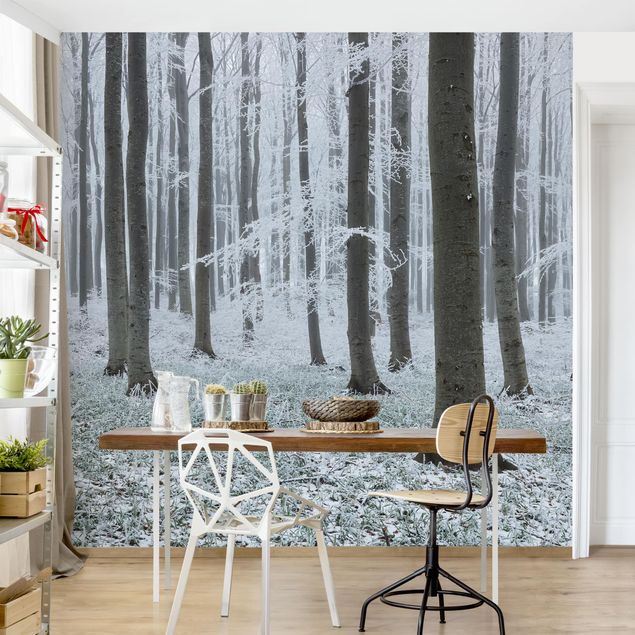 Papel de parede paisagens Beeches With Hoarfrost