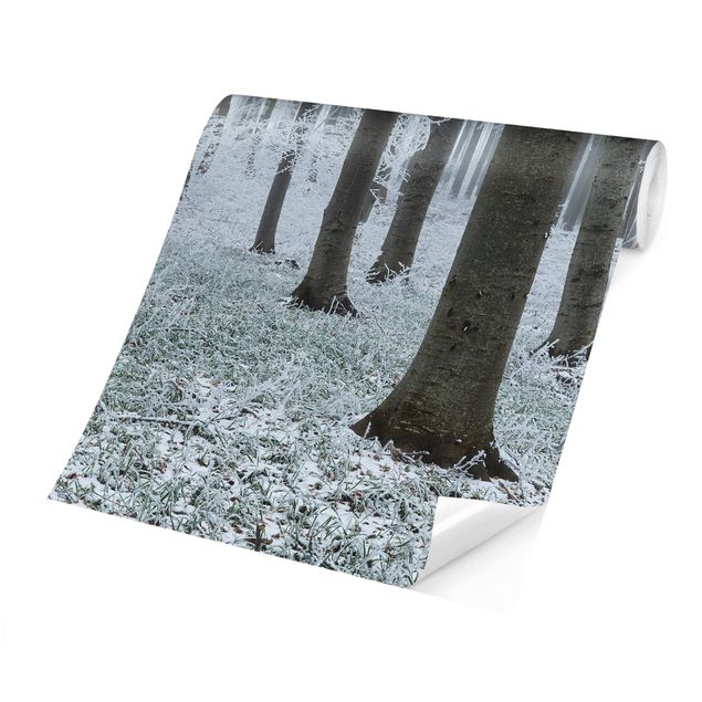 Papel de parede branco Beeches With Hoarfrost
