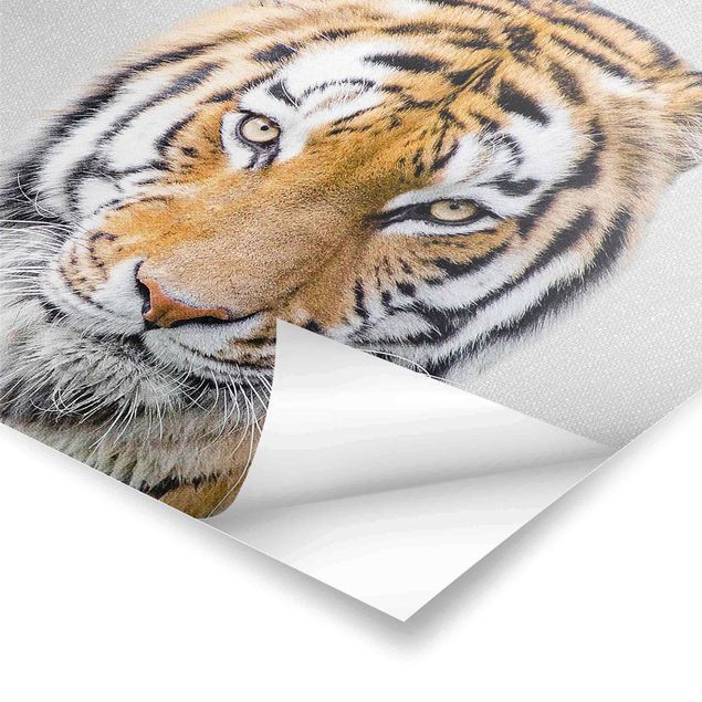 decoração quadros Tiger Tiago