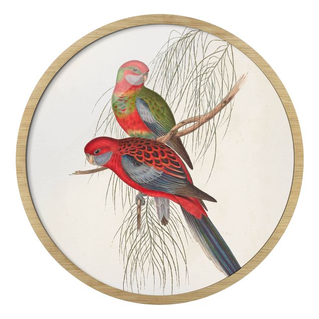 decoração quadros Tropical Parrots III